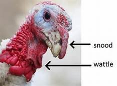Turkey Wattle.jpg