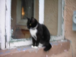 New garden+cat 019.jpg