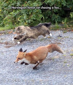 funny-fox-Norwegian-forest-cat.jpg