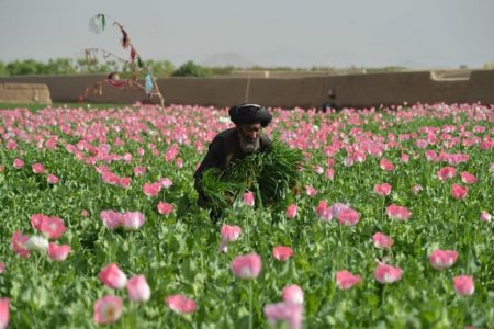 poppies.jpg