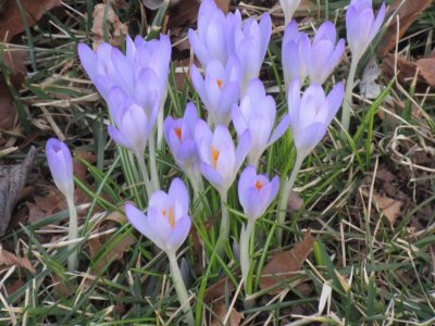 Crocusesbackyard_ccexpress.jpeg