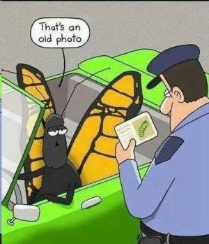 joke bfly.jpg