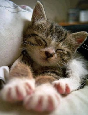 kittens031822.jpg