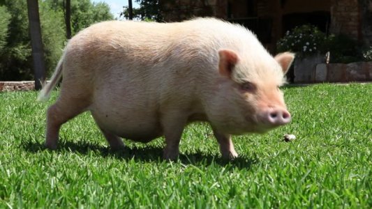 fat pig.jpg