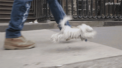 funny-animal-gifs-49.gif
