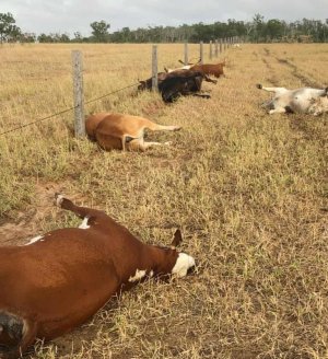 cows.jpg