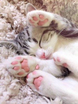 306971-Cute-Kitten-With-Pink-Paws.jpg