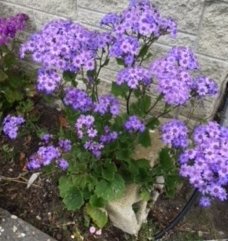IMG_3071cineraria (1).jpg