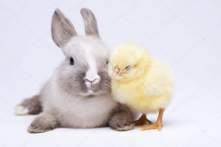 -easter-bunny-on-chick-white.jpg