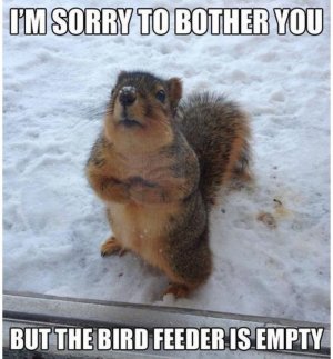 squirrel bother.jpg