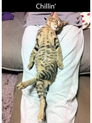 cattitude031922.jpg
