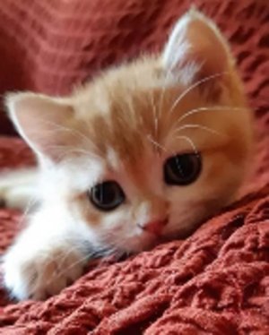 kittens032122.jpg