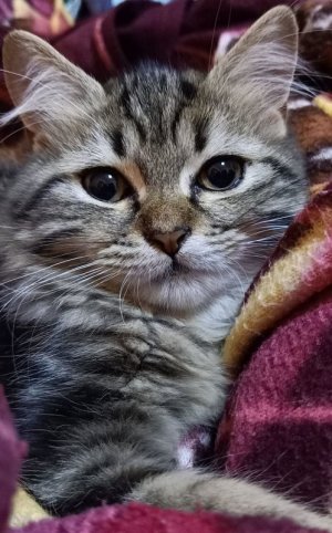kittens032322.jpg