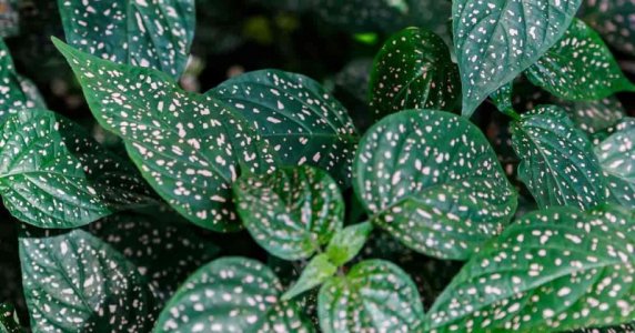 polka-dot-plant-1200-630-FB-20190731-min.jpg