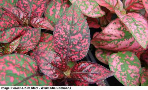 polka-dot-plant3.jpg