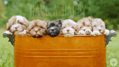 60299E0B-3437-405A-BB24-F66EF024CFE7.gif