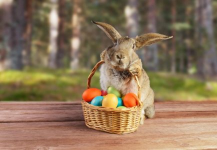 easter bunny.jpg