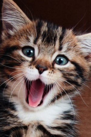 kittens032222.jpg