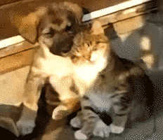 giphy (1).gif