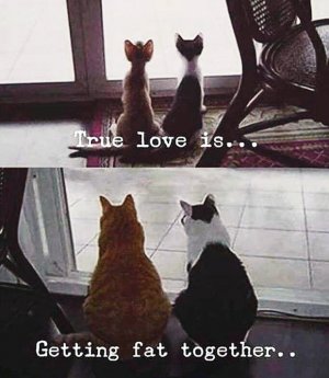 fat love.jpg