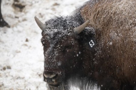 bison.jpg