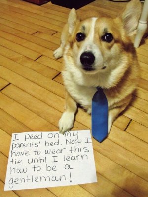 Dogshaming.jpeg
