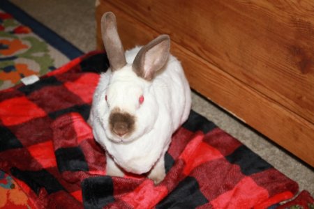bunny.JPG