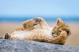 LionCubCute.jpeg