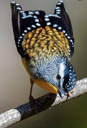 spots032822.jpg