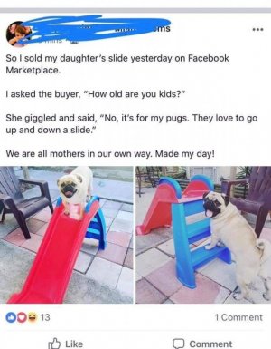 pug_slide.jpg