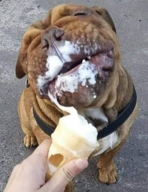 dogs033122.jpg