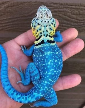 spots042722.jpg
