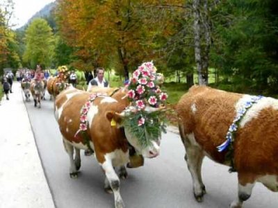 swiss cows.2.jpg