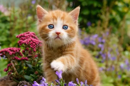 cat kitten.jpg