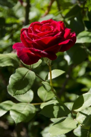 red rose 3.jpg