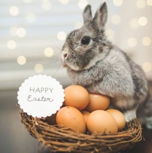easter-captions-bunny-with-eggs-1611074435.jpg
