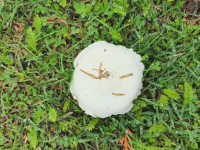 20220329_1237511stmushroom.jpg
