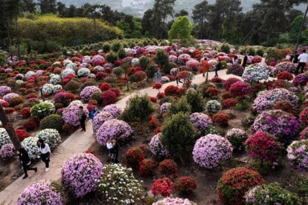 azaleas2.jpg