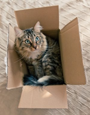 cat-box.jpg