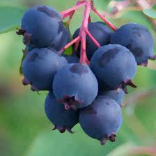 berries.jpg