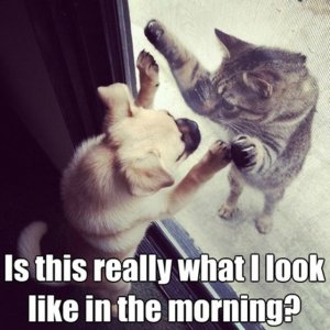 https___cdn.petcarerx.com_blog_wp-content-uploads-2013-06-Captionthis3.29-thumb.jpg