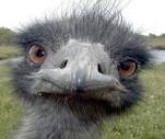 Image result for angry ostrich