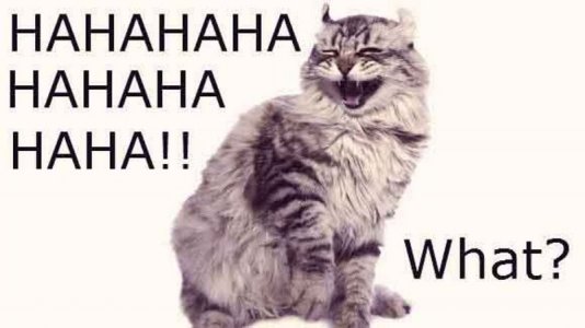 Funny-Cats-Large.jpg