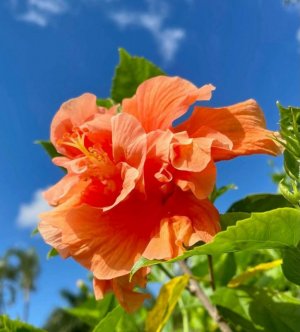 orange flower 4 fb.jpg