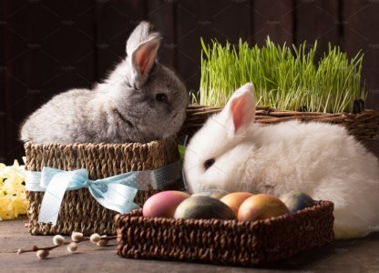 two bunnies-.jpg