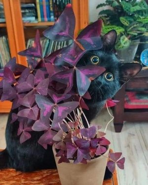 purp cat.jpg