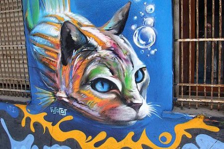 ed267de3250f5559be1c655e8624b64c--outdoor-cats-space-cat.jpg