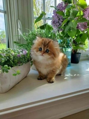 Kitten Cute Fluffy .jpg