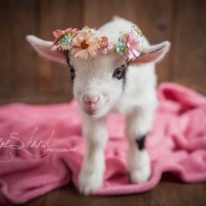 Cute Baby Goat.jpg