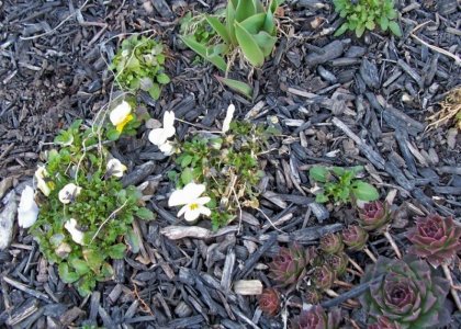 pansies1.jpg